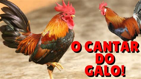 Som do Galo Cantando